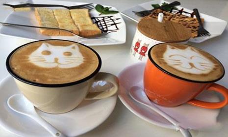 猫咖店商业模式