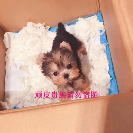 金色约克夏稀有吗