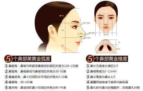 鼻子多大标准