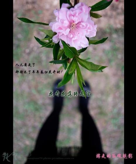花开花落时全诗的意思