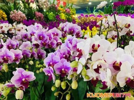 国门花卉市场营业时间