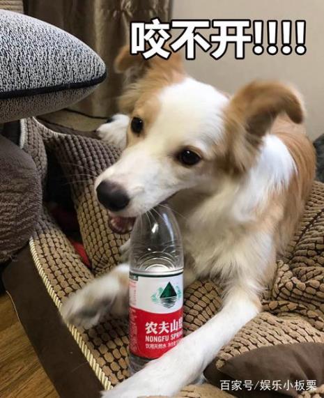猫能不能和狗喝一碗水