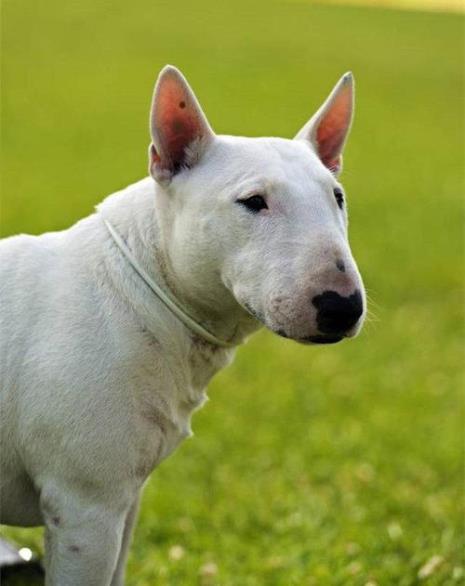 法斗马犬哪个聪明