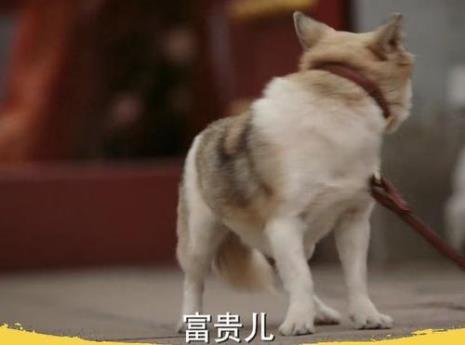 五公主景兕夭折是哪一集