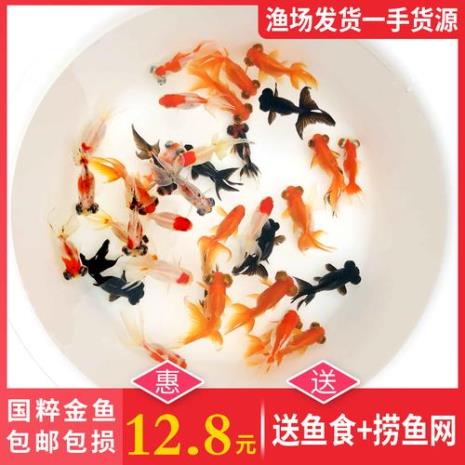 龙睛金鱼好养还是草金好养