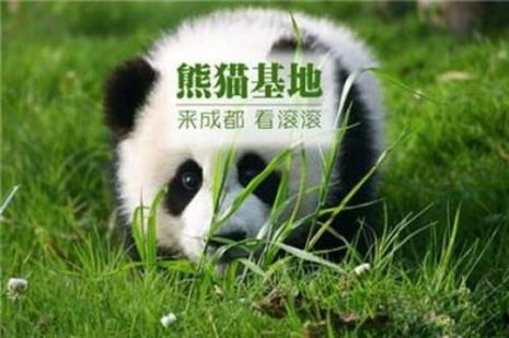 熊猫基地门票可以用研究生证吗