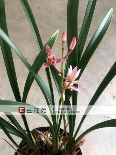 建兰红香妃有什么特征