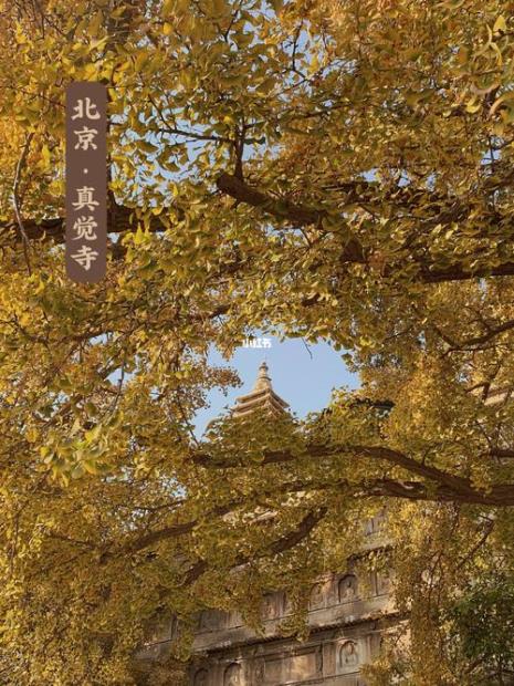 京城赏秋文案