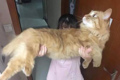 别人家的猫咪可以抱吗