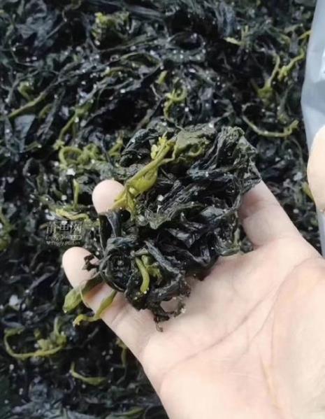 一棵海带是不是只会长一个苗