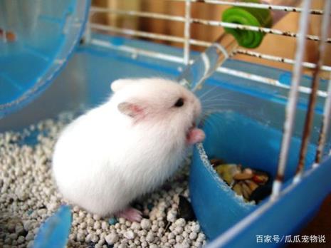 小仓鼠的颜色是什么