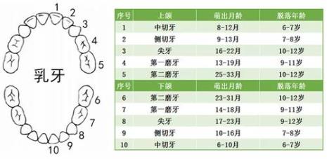 换乳牙的顺序是怎么样的