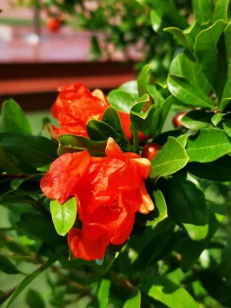 五月里来百花香什么歌