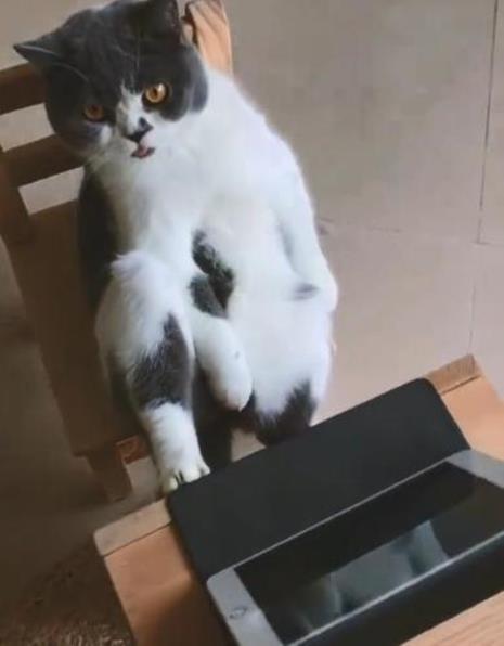 十几天不回家猫会怎么样