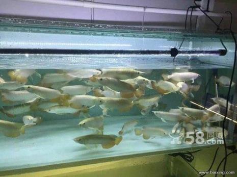 六角金龙龙鱼怎么养