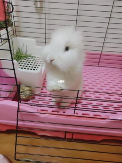 猫猫兔聪明吗