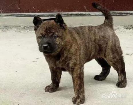 中华田园犬整备质量
