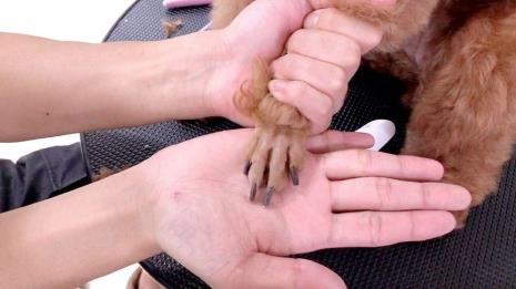 给狗剪脚趾甲出血狗疼吗