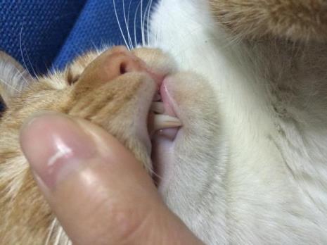 猫咪掉的牙齿去哪了