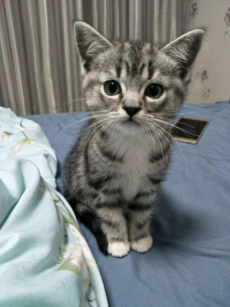 6个月的猫相当于人的几岁