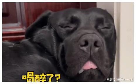 拉布拉多能喝啤酒吗