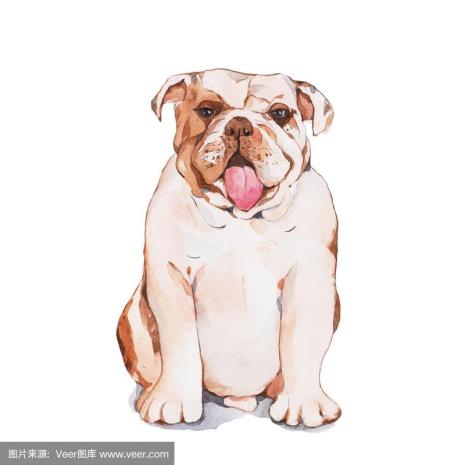 牛鼻子狗是什么狗