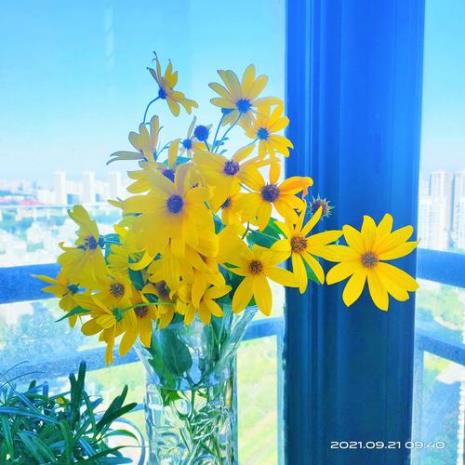洋姜树花什么味道