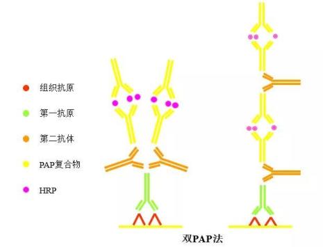 免疫组化的原理