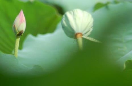 花落菩提什么意思