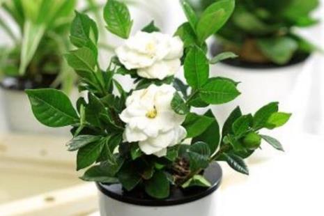 栀子花的养殖方法及注意事项
