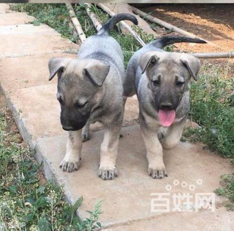 三门峡允许养的狗