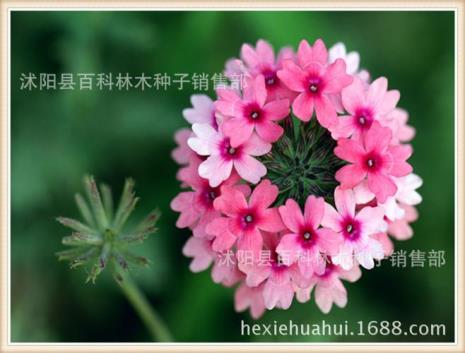 细裂美女樱耐阴还是耐晒