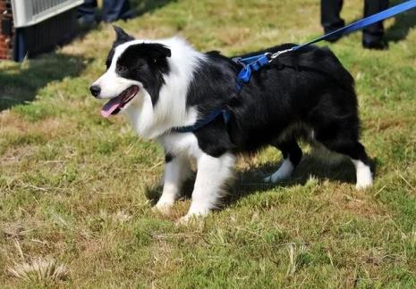 小鹿犬和边牧哪个好养