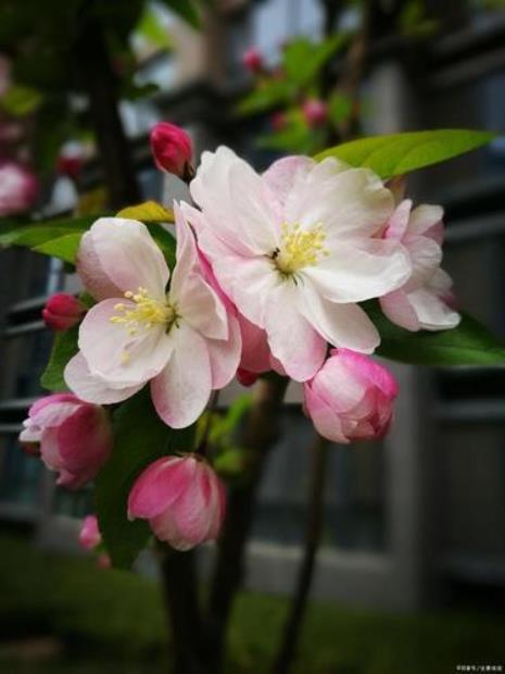 海棠花是哪个市的市花