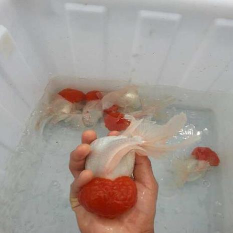 金鱼身体偏着游是怎么回事