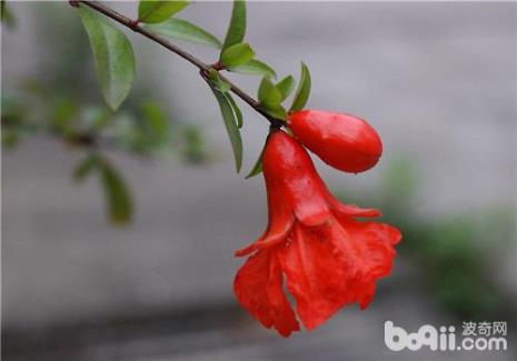 石榴花名字的由来