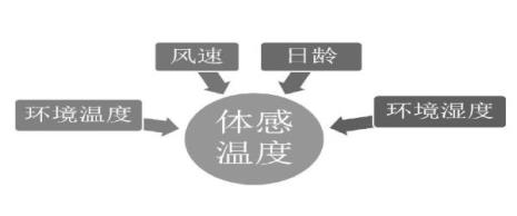体感温度是不是体温