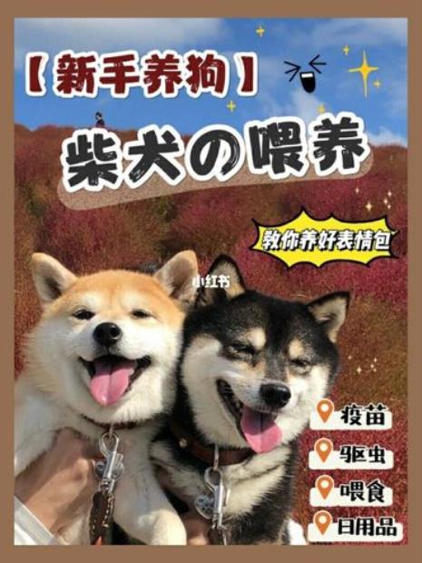 一个月狗狗正确喂食时间表
