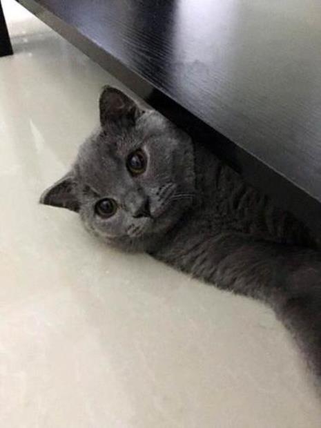公蓝猫多大绝育
