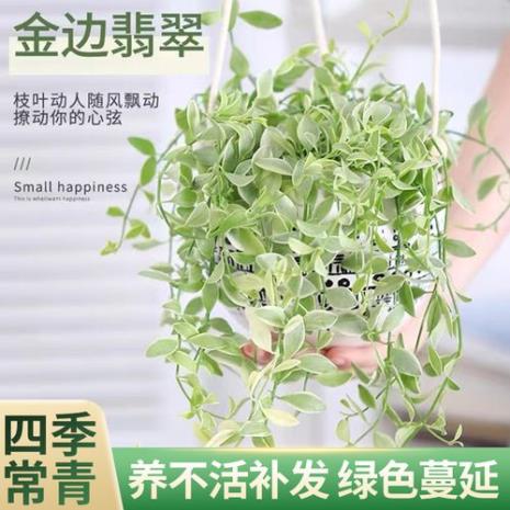 翡翠吊兰寿命