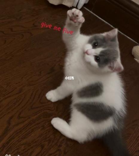 20天的小猫咪多重正常