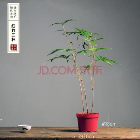 红寒竹叶子尖部发黄