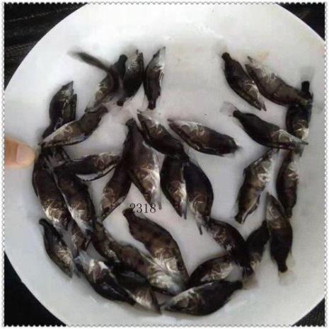 季花鱼水族箱养殖方法