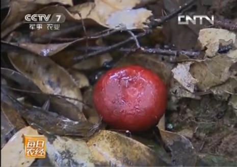 野生红菇受国家保护吗