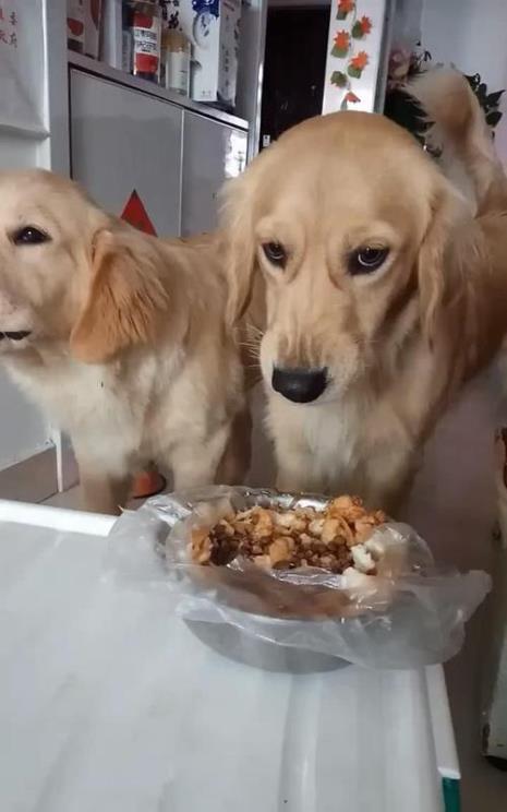 狗护食怎么训
