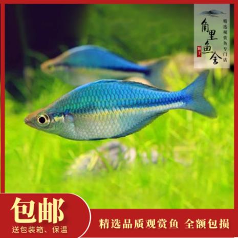 彩虹鱼粮是什么牌子的