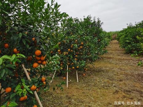 沃柑成年树一般长多高
