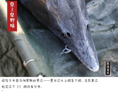 鲟鱼多大有鱼籽