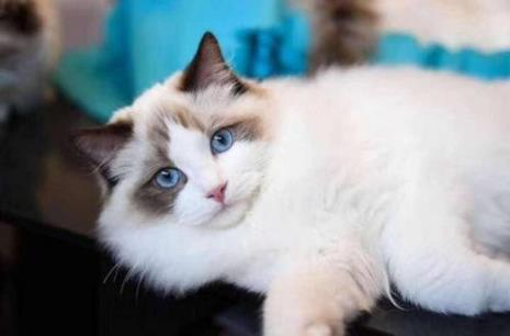 猫多少岁算成年猫
