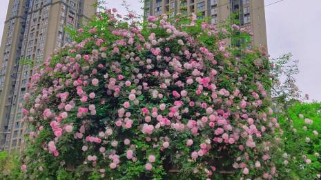 月季花墙颜色怎么搭配